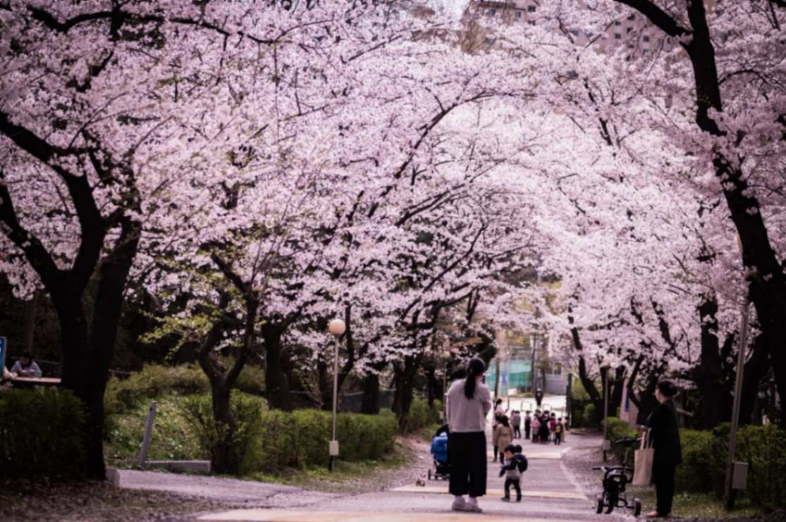 Tour Hàn Quốc trọn gói, Tour Tết Hàn Quốc giá rẻ, Tour Tết Hàn Quốc